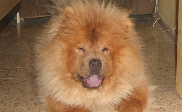 צ'יף של דימה פרושין צ'יף של דימה פרושין