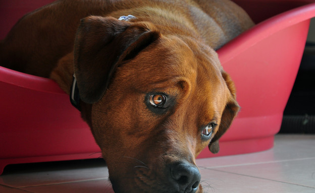נלסון של נעמה קובסקי נלסון של נעמה קובסקי