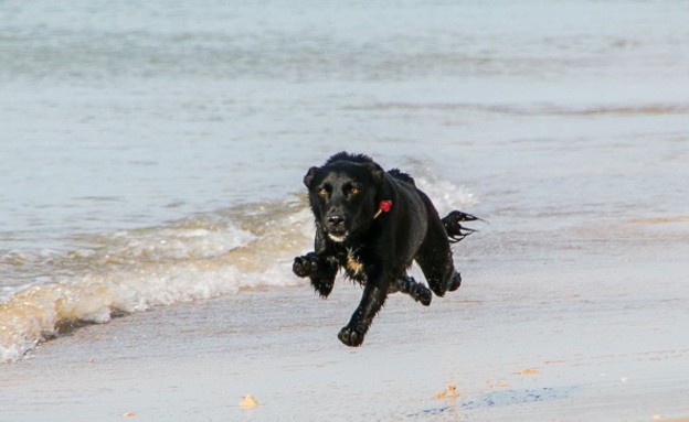 שד של בן בירנברג שד של בן בירנברג
