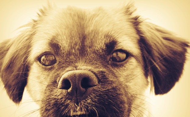 זוזי של חן פרלברג זוזי של חן פרלברג