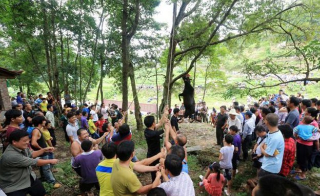 מזעזע: סינים טובחים בשור תלוי מעץ