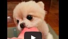כלב אוכל אבטיח (צילום: youtube.com)