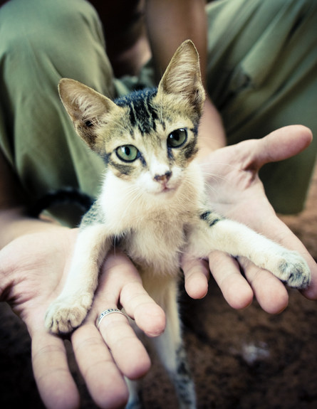 גור חתולים בידיים (צילום: Thinkstock)