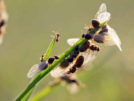 נמלים מעופפות (צילום: Thinkstock)