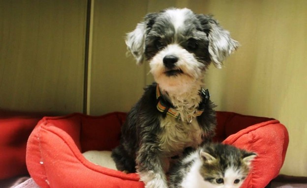 כלב וחתול, מחוץ למיטה