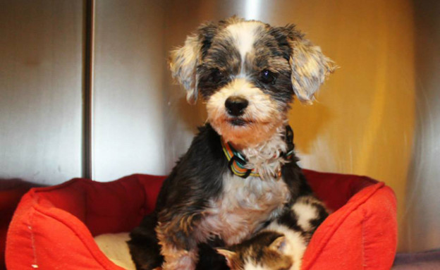 כלב וחתול, מיטה