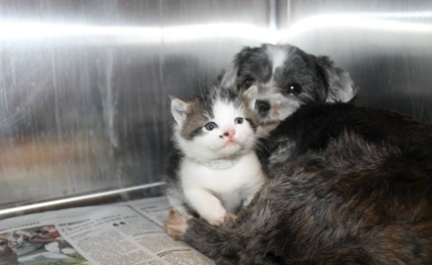 כלב וחתול, חיבוק