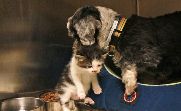 כלב וחתול, אוכל