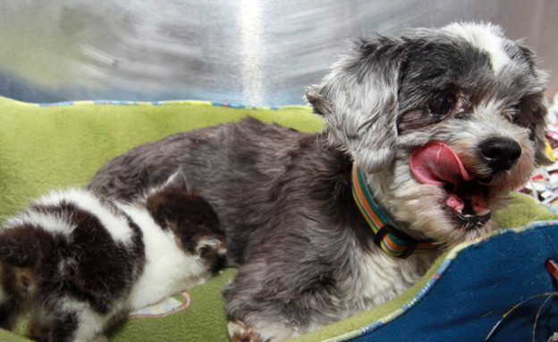 כלב וחתול, מוציא לשון