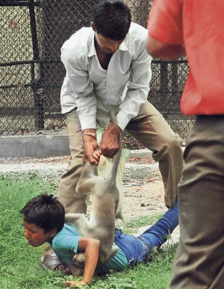 ילד הותקף על ידי קוף (צילום: dailymail.co.uk)