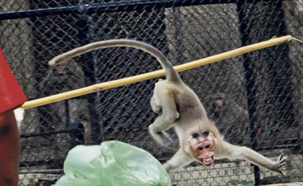 ילד הותקף על ידי קוף (צילום: dailymail.co.uk)
