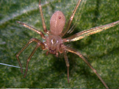 העכביש "ששן חום" (צילום: ויקיפדיה)