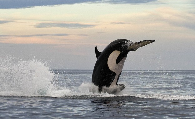 לוויתן אורקה צד דולפין (צילום: כריסטופר סוואן / dailymail.co.uk)