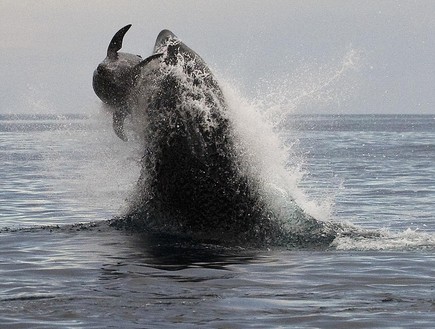 לוויתן אורקה צד דולפין (צילום: כריסטופר סוואן / dailymail.co.uk)