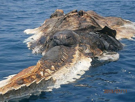 גלובסטר במפרץ הפרסי (צילום: huffingtonpost.com)
