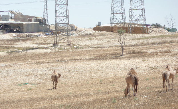 רמת חובב שבט אל עזזמה 1 צילום שמעון אפרגן (צילום: שמעון אפרגן)