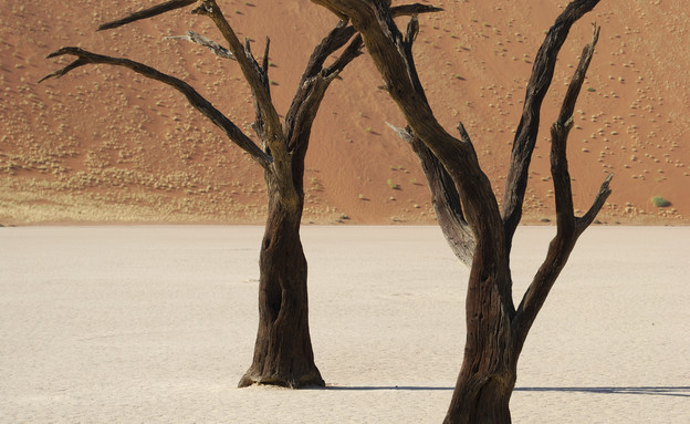 נמביה, יערות מוזרים, קרדיט אימג'בנק טינסטוק (צילום: אימג'בנק / Thinkstock)