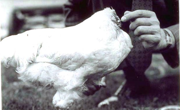 מייק התרנגול חסר הראש (צילום: miketheheadlesschicken.org)