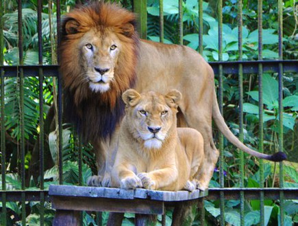 אריות בגן החיות בסן חוזה (צילום: הפייסבוק של גן החיות)