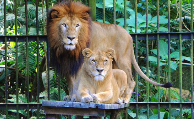 אריות בגן החיות בסן חוזה (צילום: הפייסבוק של גן החיות)