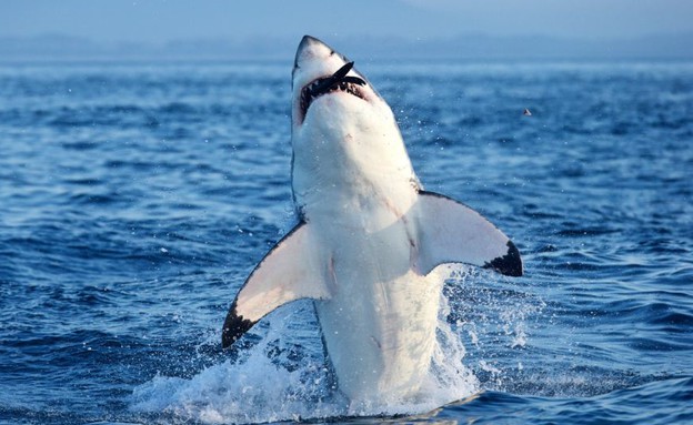 כריש צד כלב ים (צילום: דן קליסטר / dailymail.co.uk)