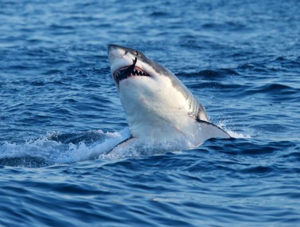 כריש צד כלב ים (צילום: דן קליסטר / dailymail.co.uk)
