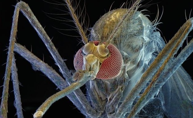 יתוש (צילום: dailymail.co.uk)