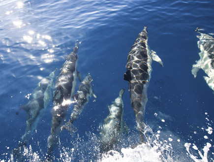 דולפינים (צילום: Thinkstock)