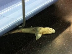 כריש ברכבת התחתית בניו יורק (צילום: nydailynews.com)