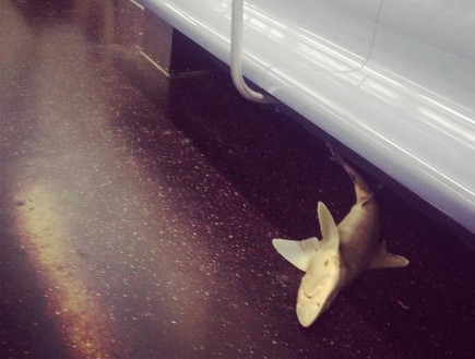 כריש ברכבת התחתית בניו יורק (צילום: nydailynews.com)