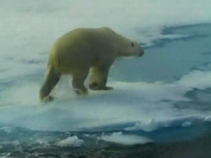 דוב הקוטב (צילום: עמיר בלבן)