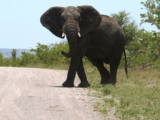 פיל חוצה את הכביש (צילום: Thinkstock)