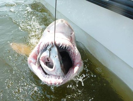 כריש אוכל כריש (צילום: הפייסבוק של מכון ORB)