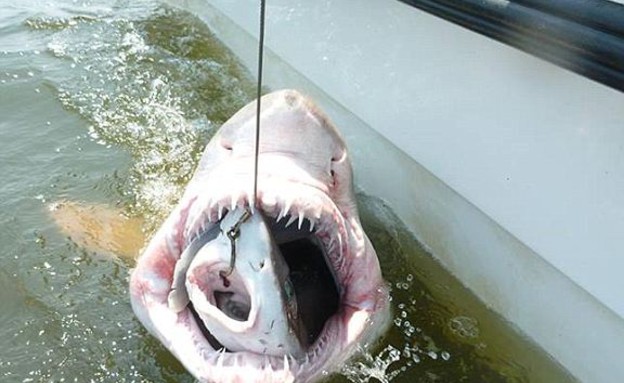 כריש אוכל כריש (צילום: הפייסבוק של מכון ORB)
