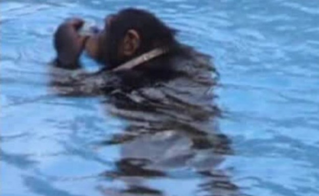 קופים שוחים (צילום: dailymail.co.uk)