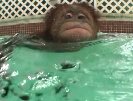 קופים שוחים (צילום: dailymail.co.uk)