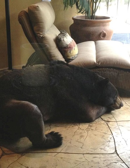 דוב ישן בבית בפלורידה (צילום: dailymail.co.uk)