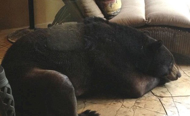 דוב ישן בבית בפלורידה (צילום: dailymail.co.uk)