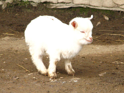 חיות חמודות - עז ננסית צילום וויקיפדיה (צילום: וויקיפדיה)