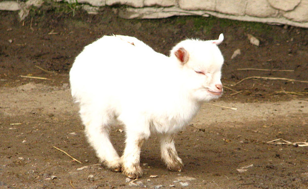 חיות חמודות - עז ננסית צילום וויקיפדיה (צילום: וויקיפדיה)