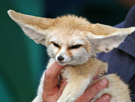 חיות חמודות - שועל פנק צילום ויקיפדיה (צילום: וויקיפדיה)