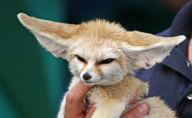 חיות חמודות - שועל פנק צילום ויקיפדיה (צילום: וויקיפדיה)