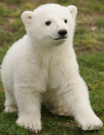 חיות חמודות -גור דוב קוטב צילום גטי (צילום: Sean Gallup, GettyImages IL)