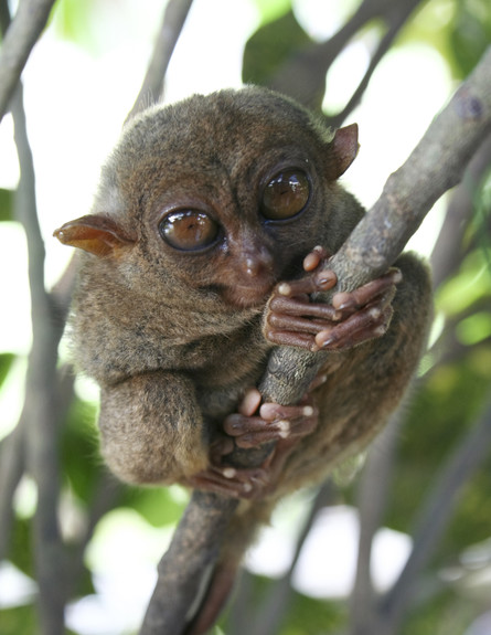 חיות חמודות- קופיף פיליפיני (צילום: אימג'בנק / Thinkstock)