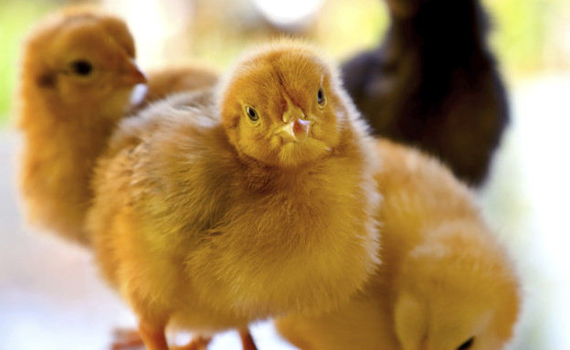 Маленькие цыпочки. Цыплята обнимаются. Девушка с цыпленком. Четыре цыпленка. Цыпленок картинка обнимаются.