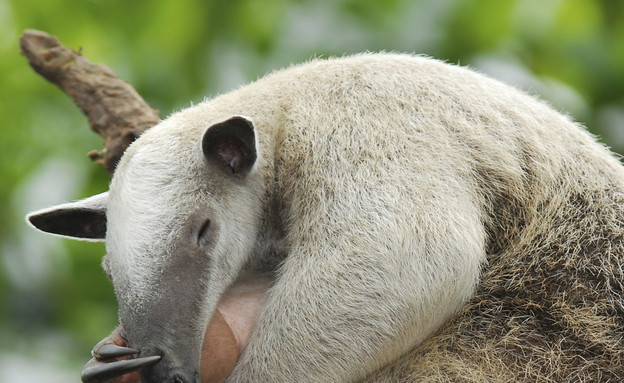 חיות חמודות- דוב נמלים  (צילום: אימג'בנק / Thinkstock)