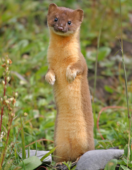 חיות חמודות- הרמין (צילום: אימג'בנק / Thinkstock)