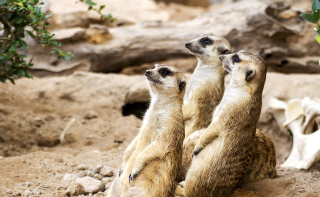 חיות חמודות- סוקריטות (צילום: אימג'בנק / Thinkstock)