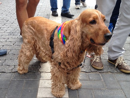 כלב עם שרשרת גאווה (וידאו WMV: רועי יולדוס רוזנצוייג)