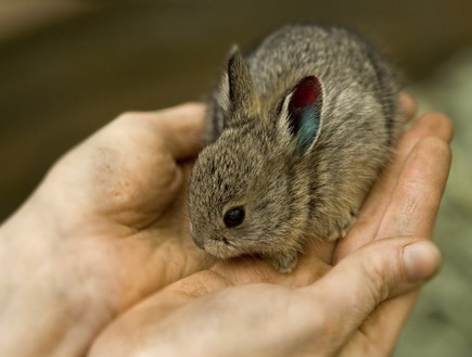 חיות חמודות - ארנבון ננסי